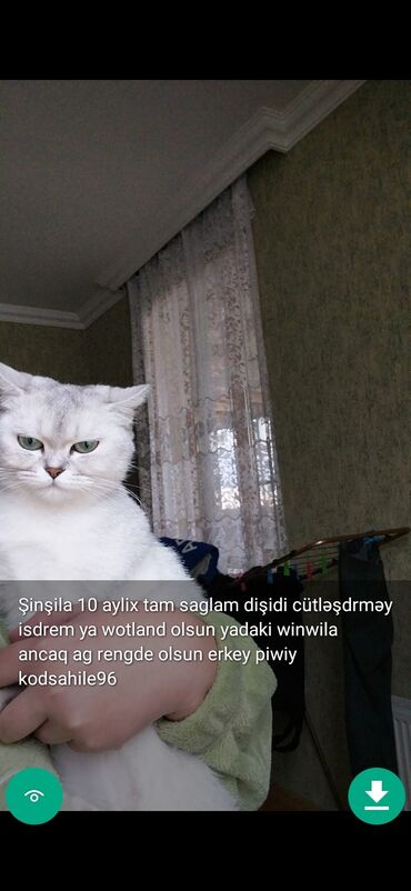 Pişiklər: Erkək, Ünvandan götürmə — 14