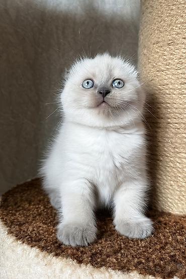 Pişiklər: Britan — 5