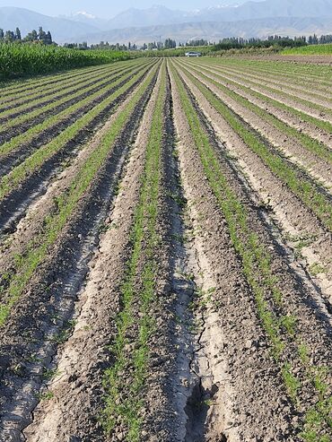 Овощи: Саженцы овощей: Морковь — 8