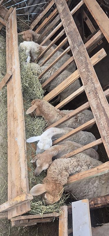 Баран, овца: Продаю | Овца (самка), Ягненок, Баран (самец) — 9