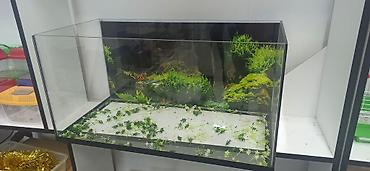 akvarium balıqlar: Akvarium ekstra şüşeden yıĝılıb ölçüleri 70.35.35 - Aydın, şəffaf — 2