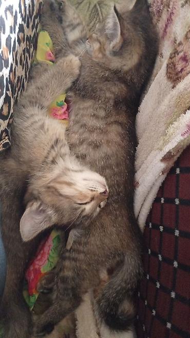 белая сибирская кошка: Отдам двух ласковых полосатых котят. - Очень воспитанные — 1