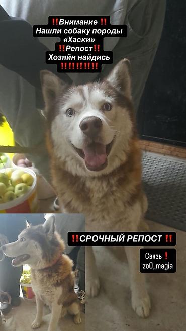 собачник: Потеряшка — собака породы хаски. Описание: - Пол: Кабель - Окрас — 1
