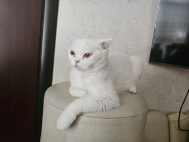 darling pişik yemi: Шотладская вислоухая, Самка