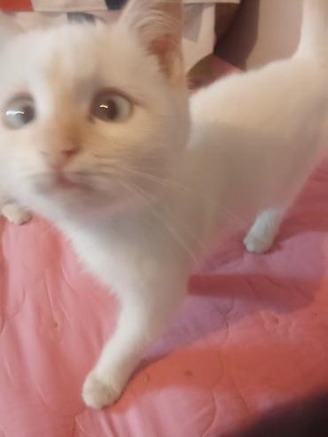 Продажа кошек: Котята кремового окраса - Описание: игривые домашние котята с мягкой — 5