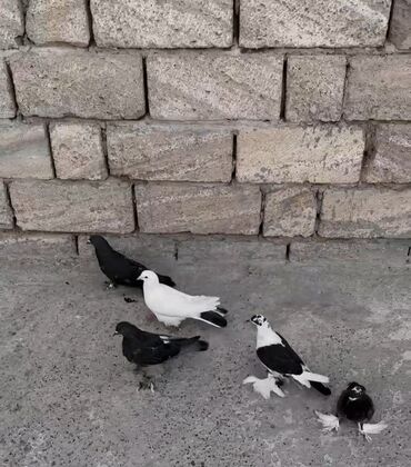 qurd əleyhinə dərmanlar: Salam quşdar sağlam quşdular heç xəsdəkiqq deyilən şey olmayıb quşdar