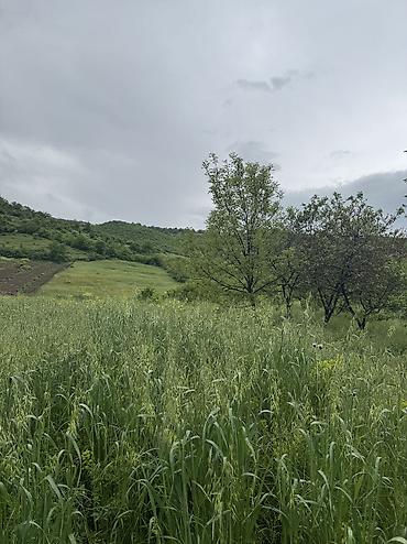 Torpaq sahələrinin satışı: 80 sot, Kənd təsərrüfatı, Mülkiyyətçi, Kupça (Çıxarış), Bələdiyyə — 8