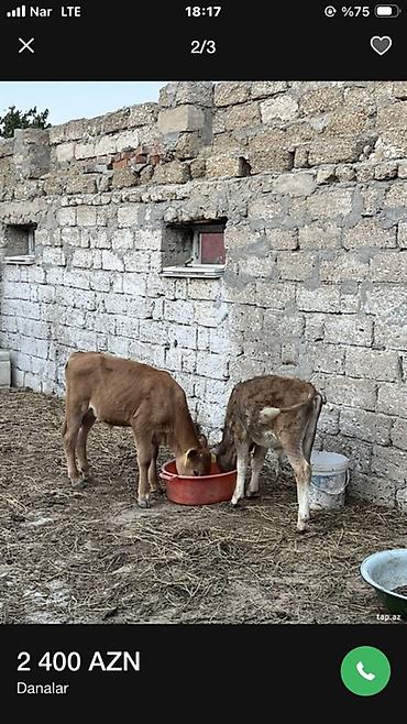 Mal-qara: Danalar Rus danalarıdı Sakit Həlim Heyvanlardı. 3 ayı keçiblər Əla — 1