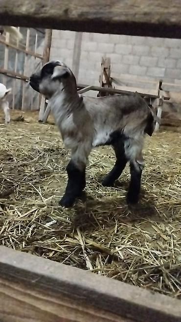 Козы, козлы: Продаю | Коза (самка) | Для разведения at lalafo.kg — 6 Козы, козлы: Продаю | Коза (самка) | Для разведения — 6