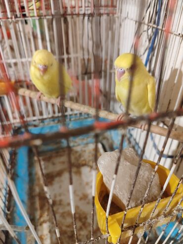 Tutuquşları: 3 aylıq qırmızıgöz sarı quşlar. qəfəsqarışıq 30manata satılır. Savxoz