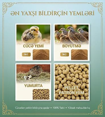 qaz cuceleri: Artıq daimi istifadə üçün Kənd Toyuğu. Serebrist. Qaz. Ördək — 9