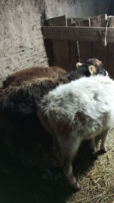 Коровы, быки: Продаю | Тёлка | На откорм — 7