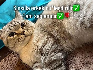 cutlesme pisik: Şinşilla, Erkək, Cütləşmə üçün — 1