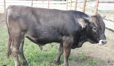 Коровы, быки: Продаю | Бык (самец), Музоо, торпок | Швицкая | Для разведения
