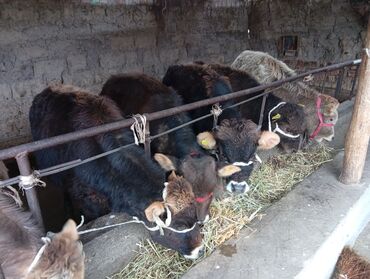 Коровы, быки: Продаю | Бык (самец) | На откорм — 6