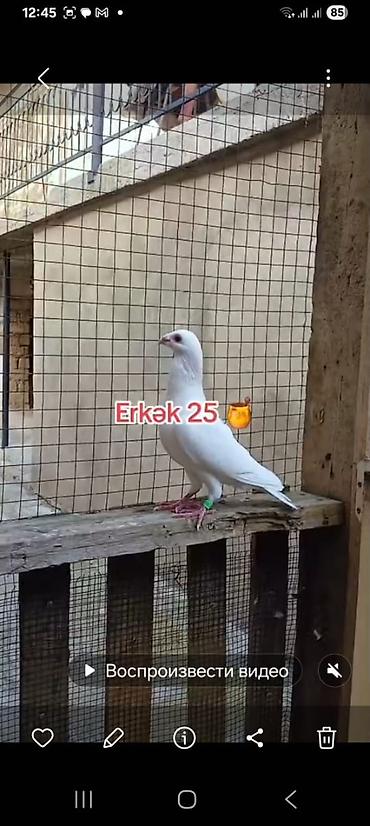 Göyərçinlər: 🐦 Uzaq Məsafəyə Uçan Göyərçinlər Satılır! 2 ədəd erkək göyərçin — 4