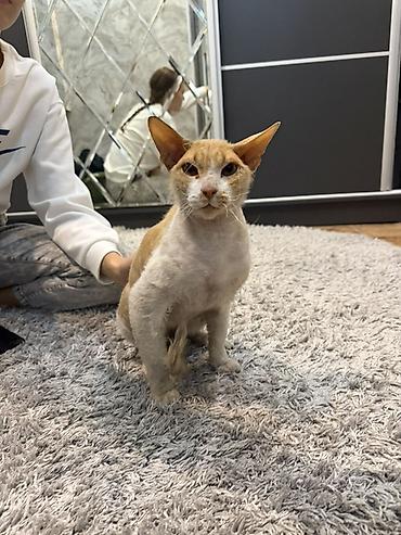 голая кошка девочка: Сфинкс, 1 год, Мальчик, Биколор, Приучена к лотку — 1