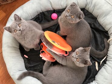 Pişiklər: Şotland, Dişi, Erkək, Ünvandan götürmə — 31