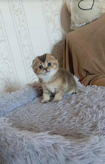 Pişiklər: Ağ balaca pişik balası – mavi gözlü, tükləri yumşaq və sıx. Üzündə və — 10