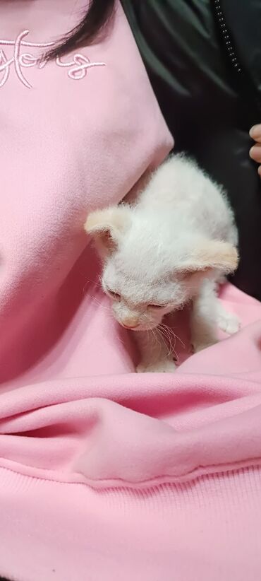 мейн кун бишкек питомник lyubushka купить котенка цена фото: Сфинкс, 2 месяца, Девочка, Белый