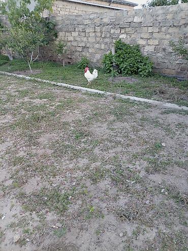 qus sesleri: Salam xoruz və ördək lər satılır hamısı 60 manatdır xoruz 8 ay — 2