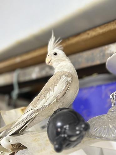 Quşlar: Yanagsız korella (cockatiel) – xüsusi rəng mutasiyası. - Rcəng: açıq — 10