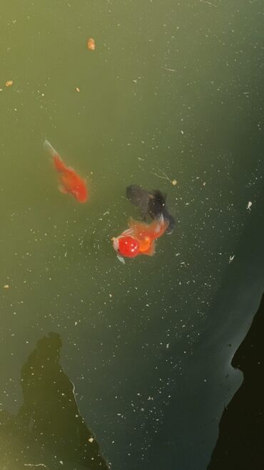 Akvariumlar: Oranda 2 quyruq qiyməti 2 manat 4 quyruq qiyməti 3 manat. Ünvan — 14