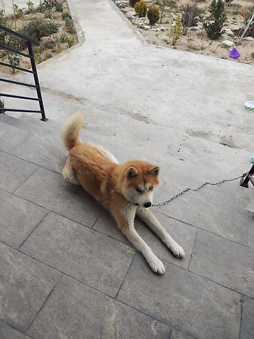 akita it: Akita-inu, 1 il, Erkək, Peyvəndli, Ödənişli çatdırılma — 2