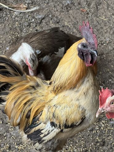 голубей птица: Продаю карликов, цыплят и кур несушек❗️ Шабо 1 петух 1 курица - 4000с