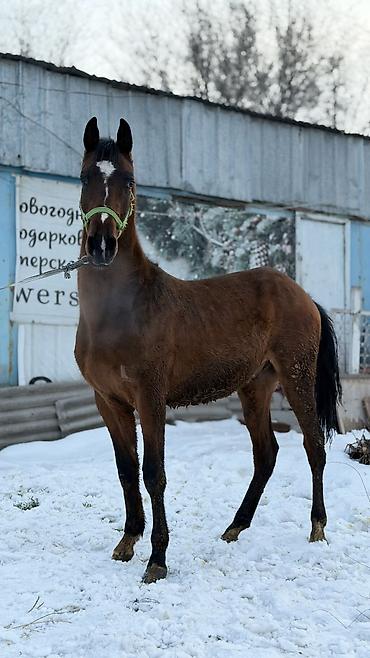 Лошади, кони: Продаю | Жеребец | Для разведения — 1
