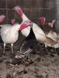 купить домашних курей: Продам индюк