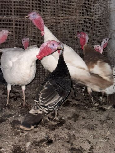 купить декоративных курей: Сатам | Короздор, Тооктор