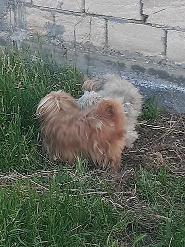İtlər: Pekines, 8 ay, Erkek, Ödənişli çatdırılma — 5