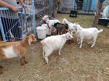 Козы, козлы: Продаю | Коза (самка), Козёл (самец), Козлёнок | Зааненская, Битал | Для разведения, Для молока | Племенные, Котные, Осеменитель — 9