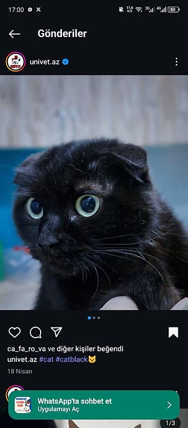 Pişiklər: Şotland — 12