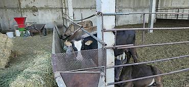 дакан обмен: Продаю | Бык (самец) | Алатауская, Швицкая, Симментальская | На откорм — 2