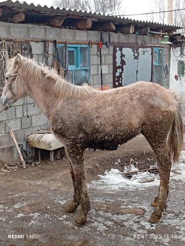 мышык сатып алам: Эркек тай сатылат ата энеси жакшы жылкылар чоң болот Кемин району