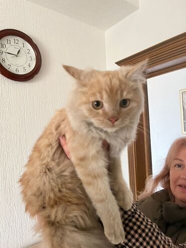 шотландский кот сколько стоит: Мальчик шотландского происхождения 6 месяцев в добрые руки