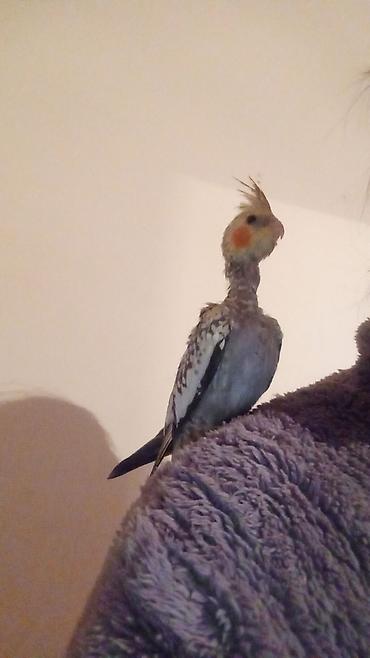 Tutuquşları: Məhsul: Dalğalı tutuquşu (bazarık/parakeet) cütü Təsvir: - Rənglər — 6