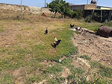 boynu: Məhsul:Xoruzlar
1 ededi 20 manat
saglam heyvanlardir — 9