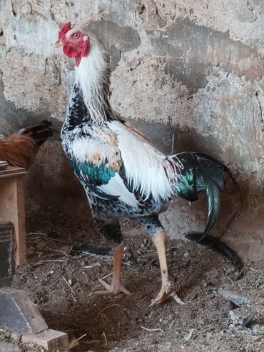 ineklerin satisi: Xoruz, il: 1, Ünvandan götürmə