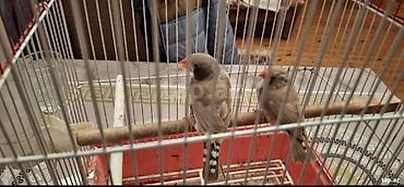 dişi: Amdiler satlir cutdu 8 ayligdi qefes qarsiq satlir yuva qoy bala al — 4
