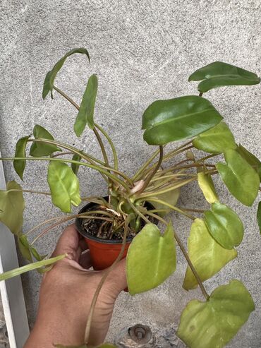 Другие комнатные растения: Комнатные растения. Домашние — 9