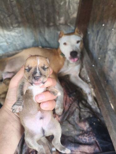 İtlər: Pitbul, 1 ay, Ünvandan götürmə, Rayonlara çatdırılma, Pulsuz çatdırılma — 5