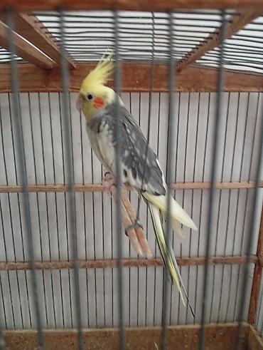 tutuquşu satışı az: Nymph paraketləri (Cockatiel) – 2 ədəd Xüsusiyyətlər: - Rəng: sarı — 6
