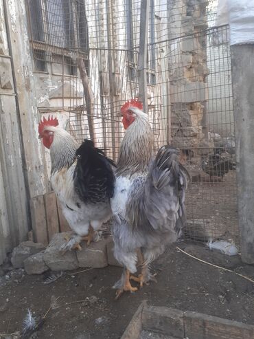 Xoruzlar: Ordekler 42 azn diri ceki 4kg 300gr. xoruz cekisi 2kg.600gr. - Cins — 5