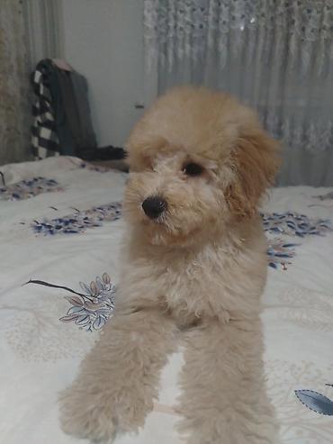 toy pudel satilir: Pudel, 1 il, Erkək, Peyvəndli — 4