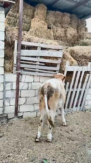 tap.az danalar: Dana, buzov, Erkək, ay: 12, Ətlik — 3
