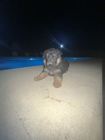 pekines itler: Alman çoban iti, 1 ay, Erkek, Sənədli, Ünvandan götürmə