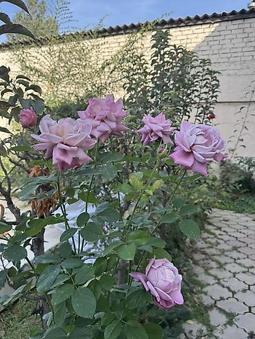 Продажа домов: Дом, 180 м², 7 комнат, Собственник at lalafo.kg — 10 Продажа домов: Дом, 180 м², 7 комнат, Собственник — 10